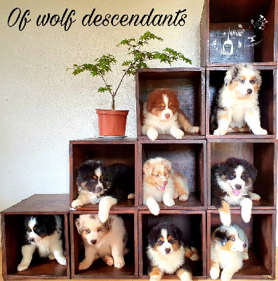 Of Wolf Descendants - Berger Australien - Portée née le 09/04/2022