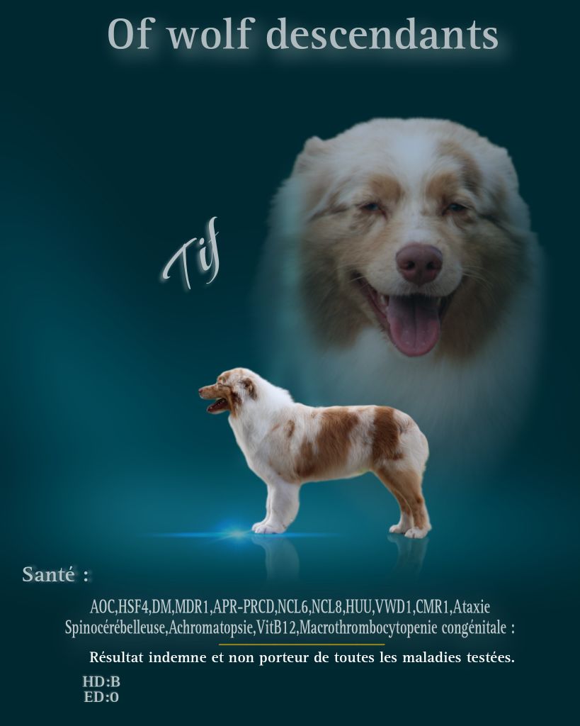 Tif Of Wolf Descendants