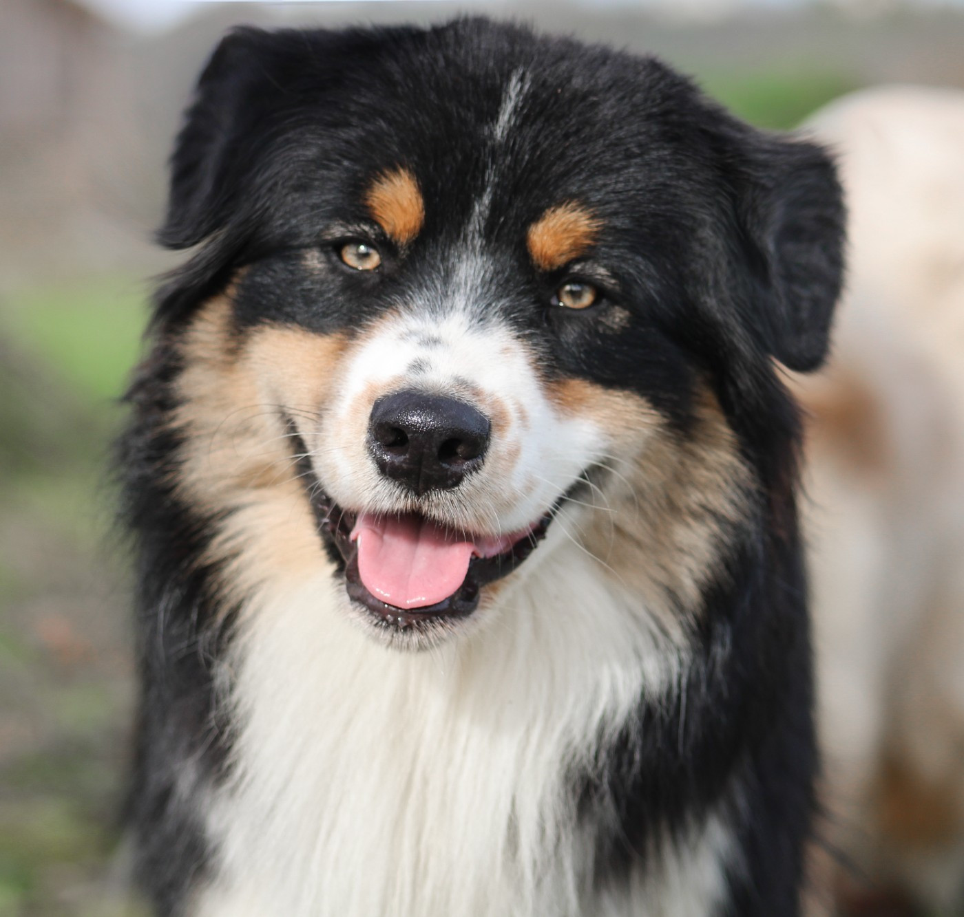 Arctic ocean du chemin des korrigans