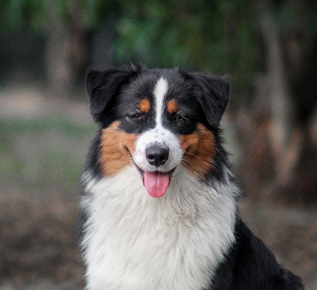 Ali Of Wolf Descendants