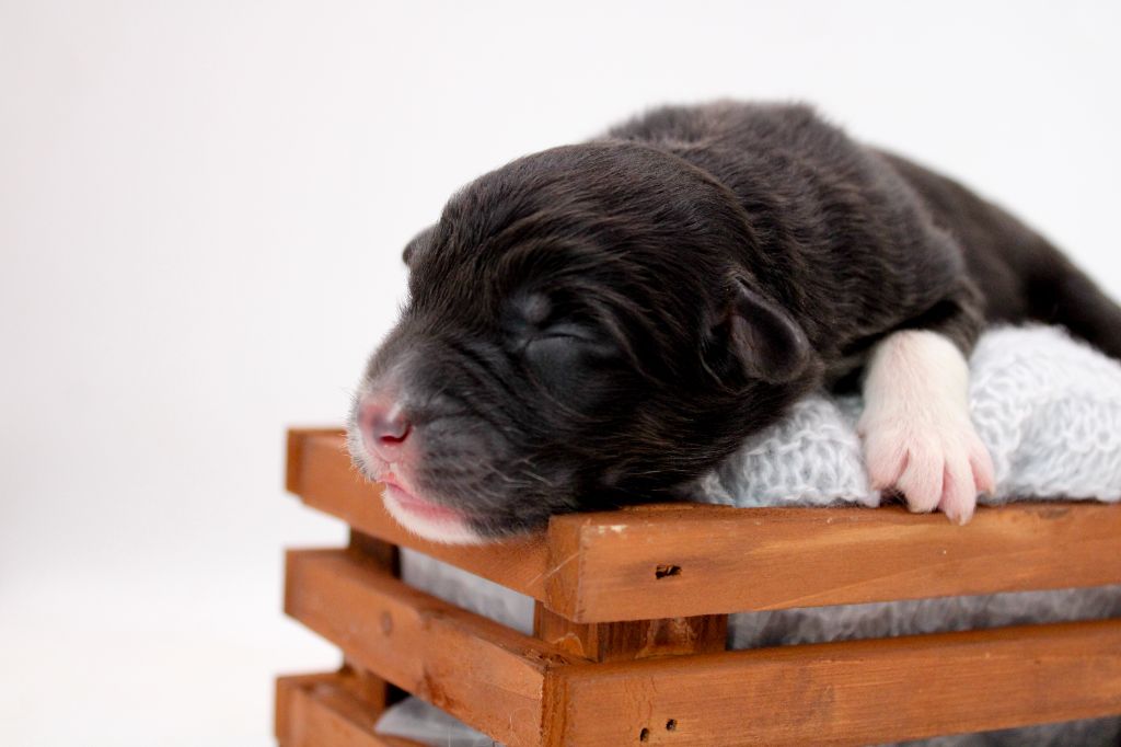 Of Wolf Descendants - Chiots disponibles - Berger Australien