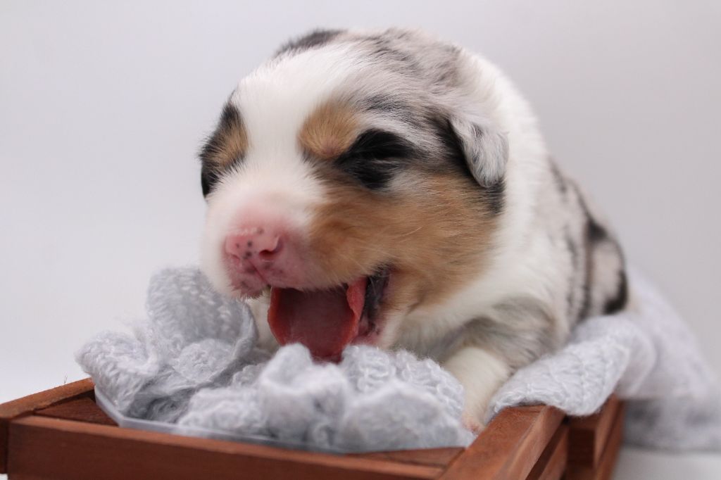 Of Wolf Descendants - Chiots disponibles - Berger Australien