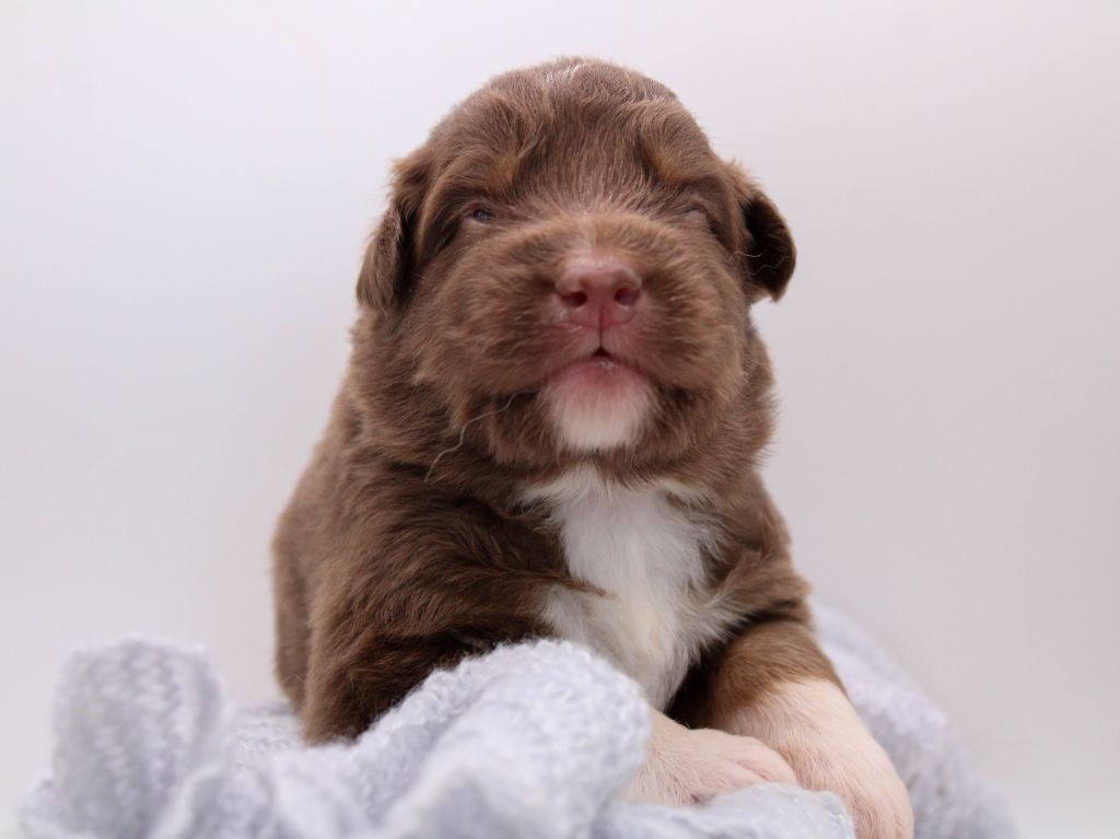 Of Wolf Descendants - Chiots disponibles - Berger Australien