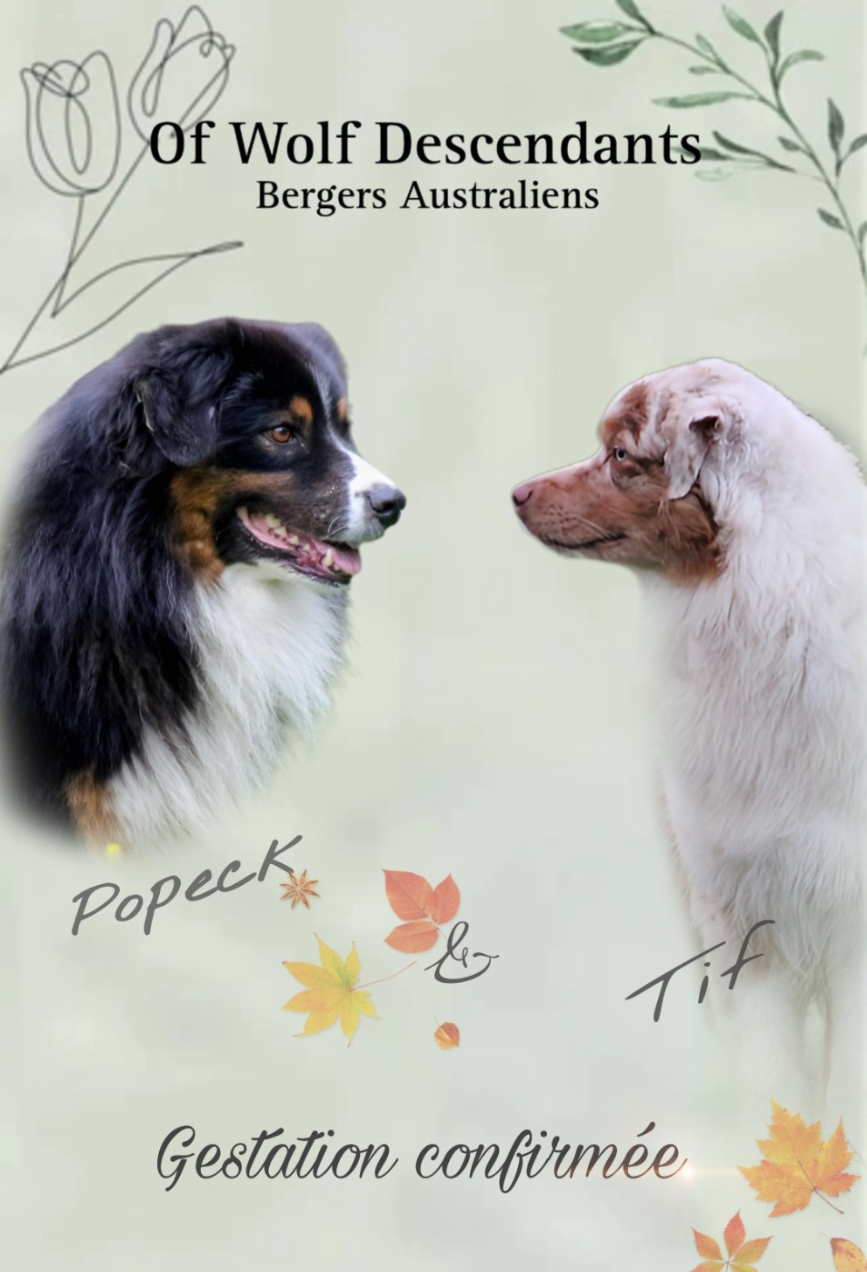 Chiot Berger Australien Of Wolf Descendants