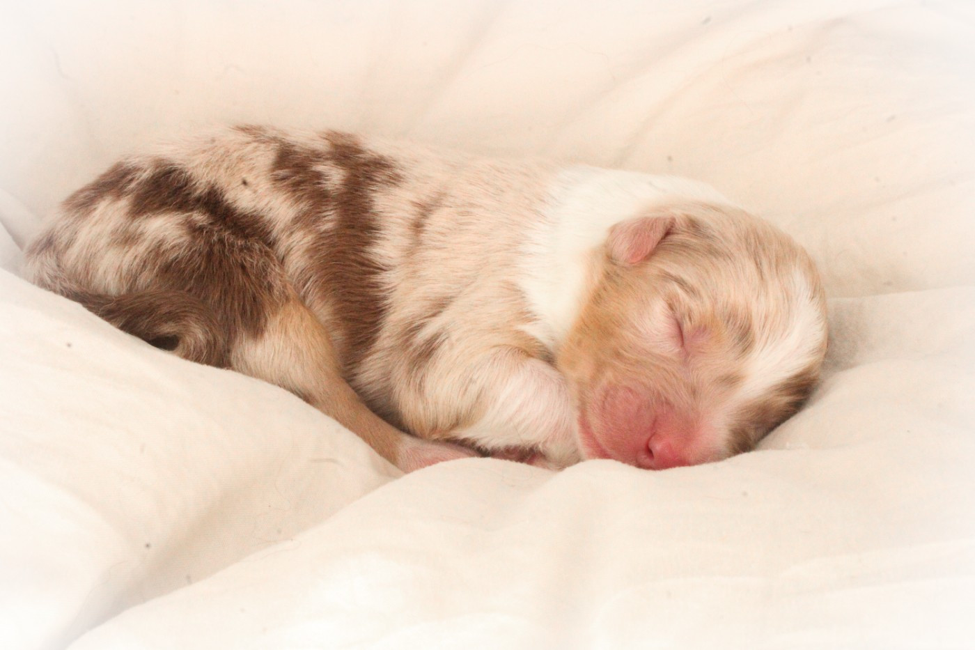 Of Wolf Descendants - Chiots disponibles - Berger Australien