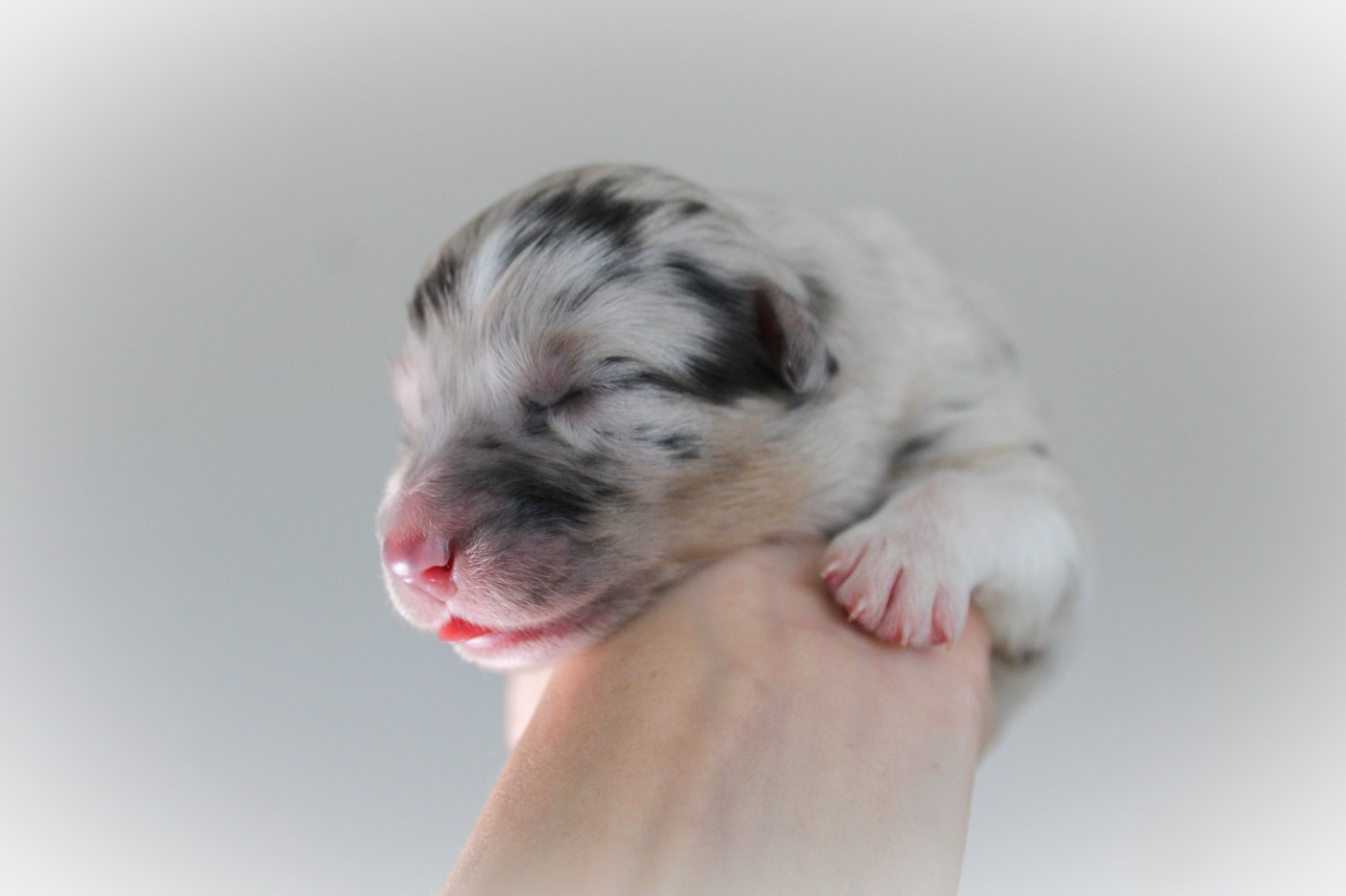 Of Wolf Descendants - Chiots disponibles - Berger Australien