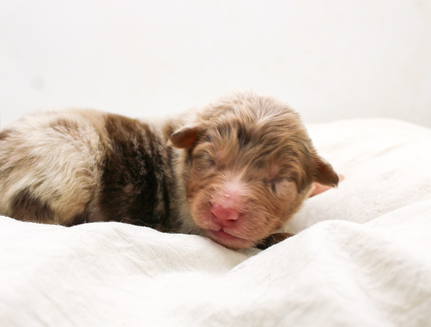 Of Wolf Descendants - Chiots disponibles - Berger Australien