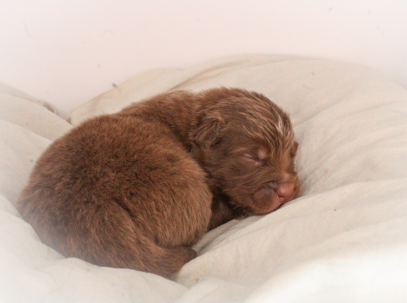 Of Wolf Descendants - Chiots disponibles - Berger Australien