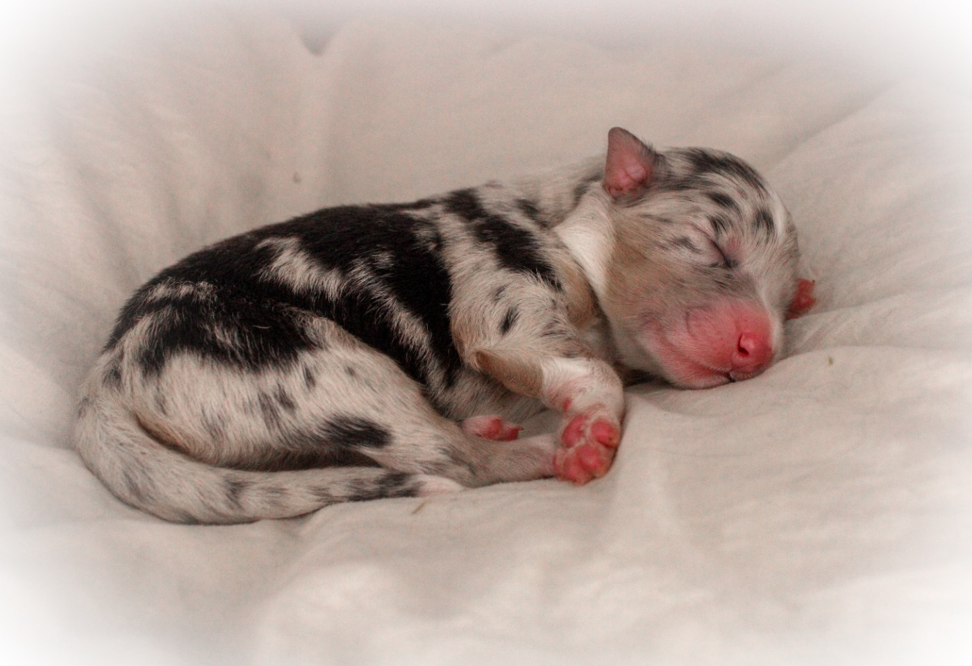 Of Wolf Descendants - Chiots disponibles - Berger Australien