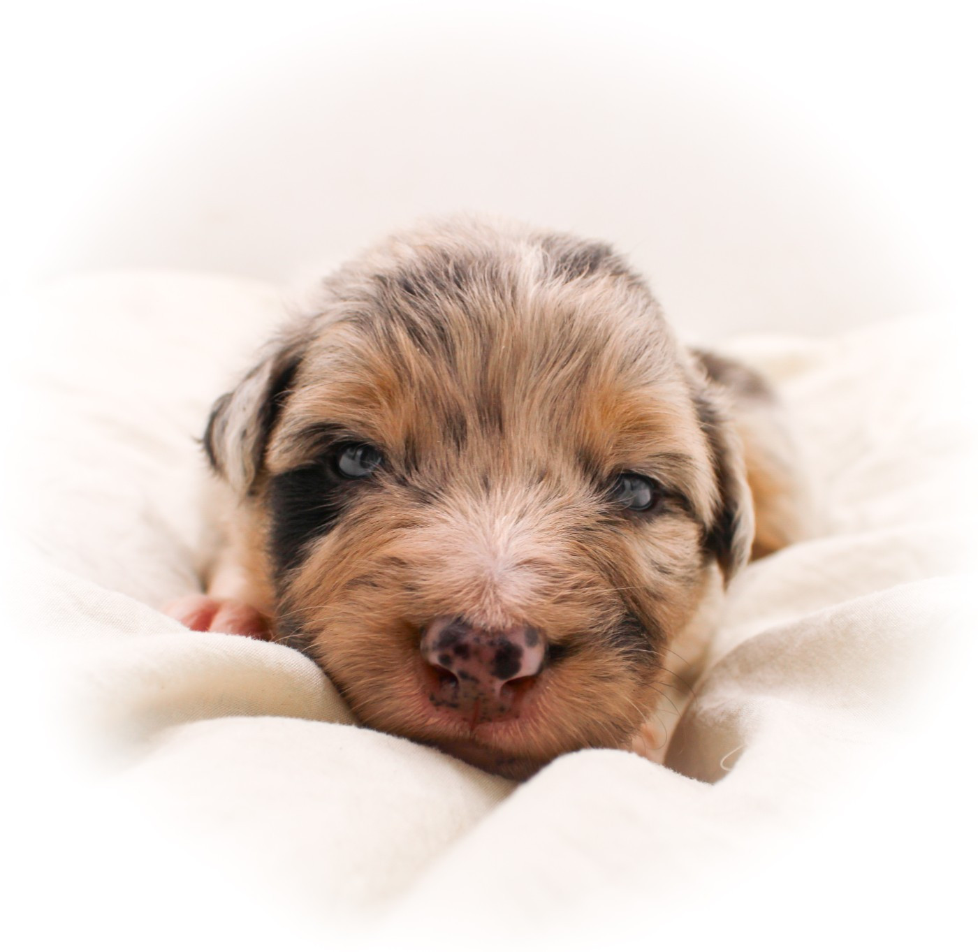 Of Wolf Descendants - Chiots disponibles - Berger Australien