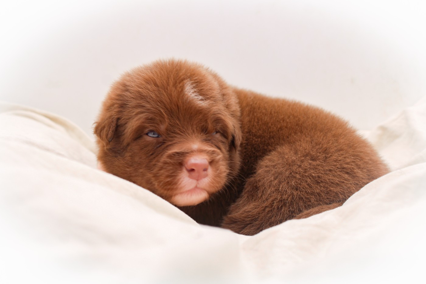 Of Wolf Descendants - Chiots disponibles - Berger Australien