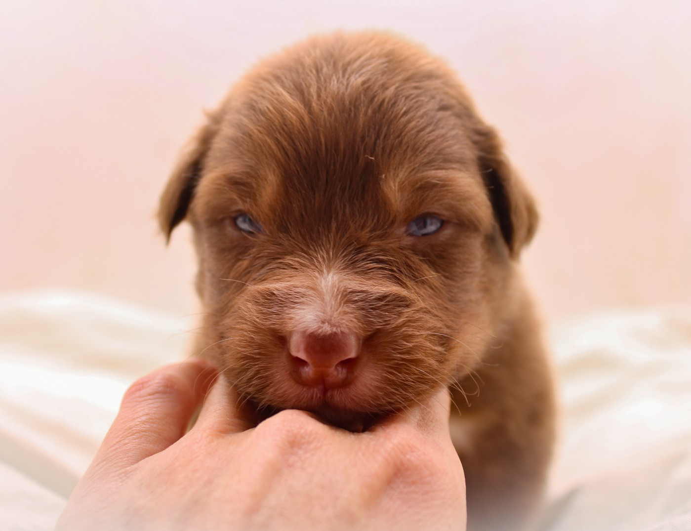 Of Wolf Descendants - Chiots disponibles - Berger Australien