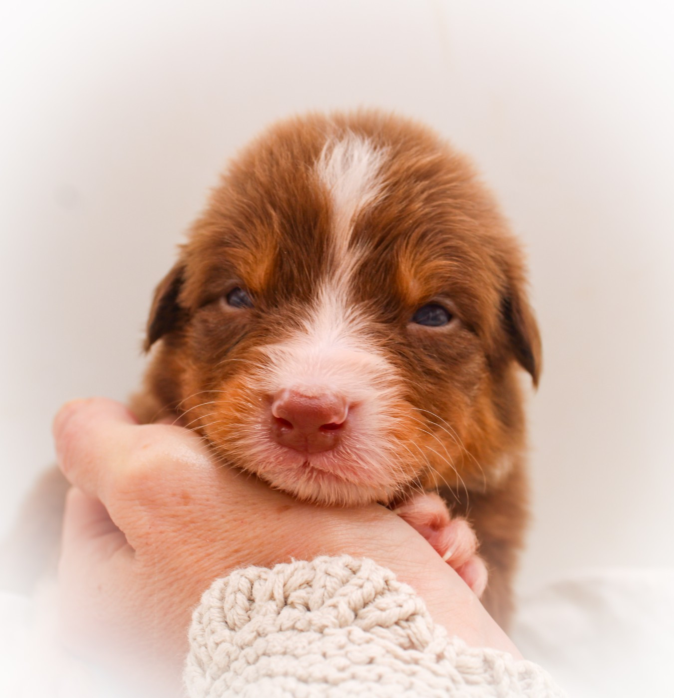 Of Wolf Descendants - Chiots disponibles - Berger Australien