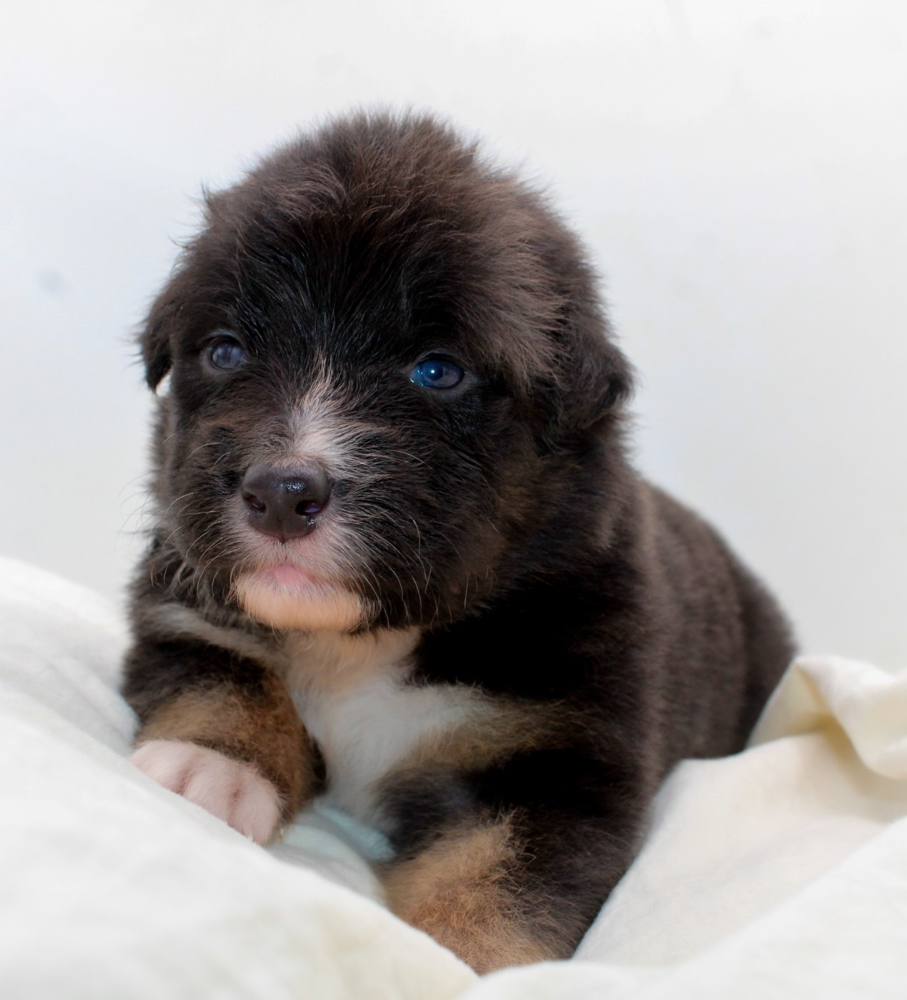 Of Wolf Descendants - Chiots disponibles - Berger Australien