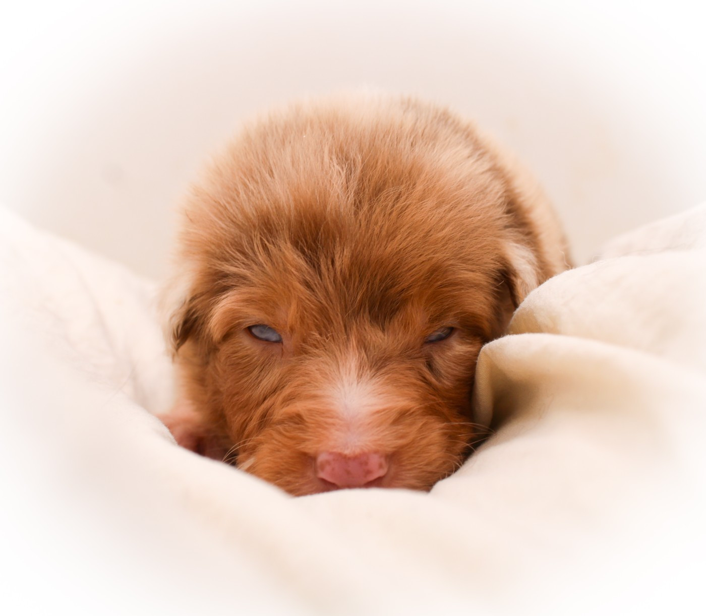 Of Wolf Descendants - Chiots disponibles - Berger Australien