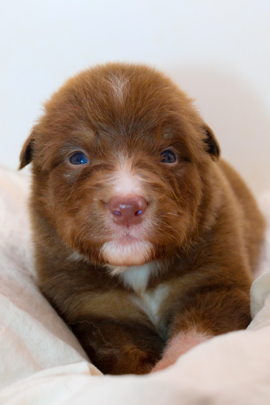 Of Wolf Descendants - Chiots disponibles - Berger Australien