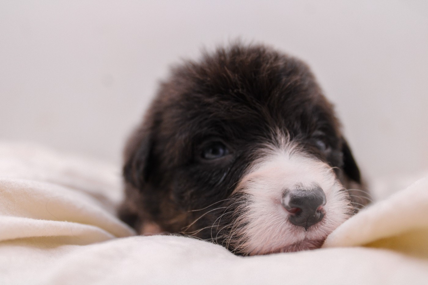 Of Wolf Descendants - Chiots disponibles - Berger Australien