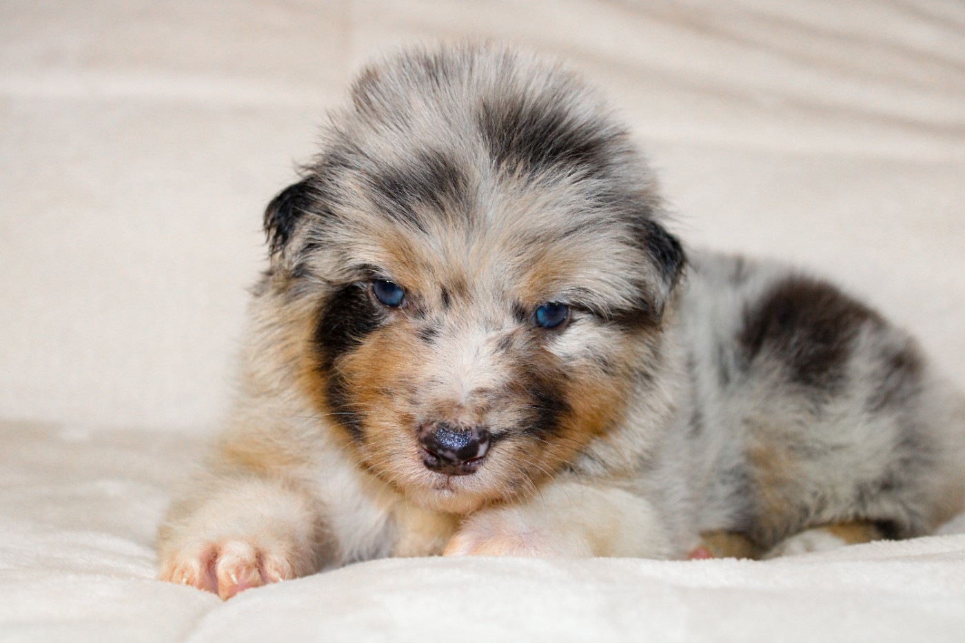 Of Wolf Descendants - Chiots disponibles - Berger Australien