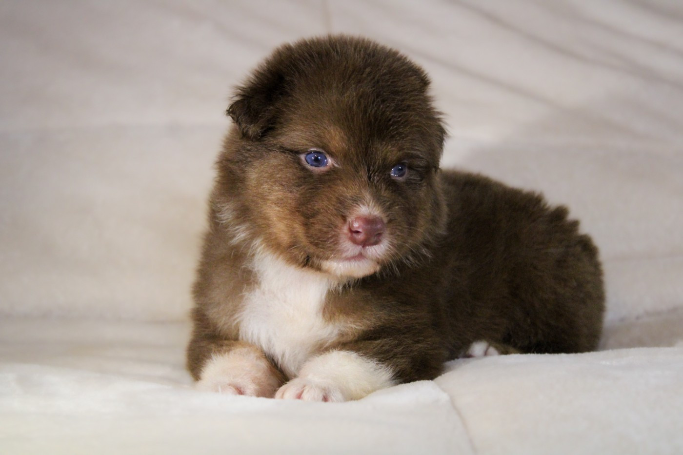 Of Wolf Descendants - Chiots disponibles - Berger Australien