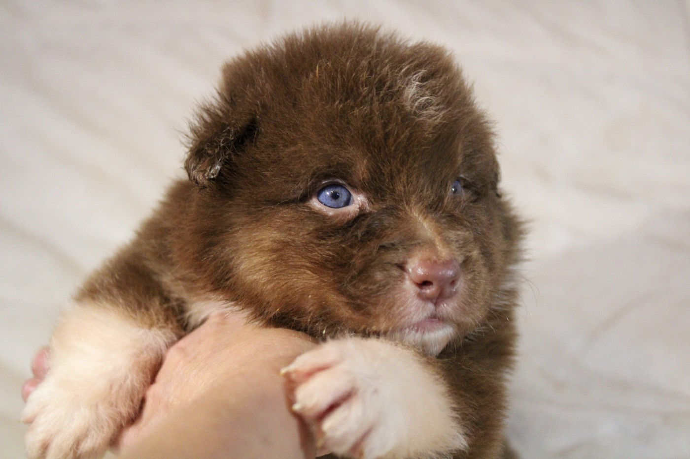 Of Wolf Descendants - Chiots disponibles - Berger Australien