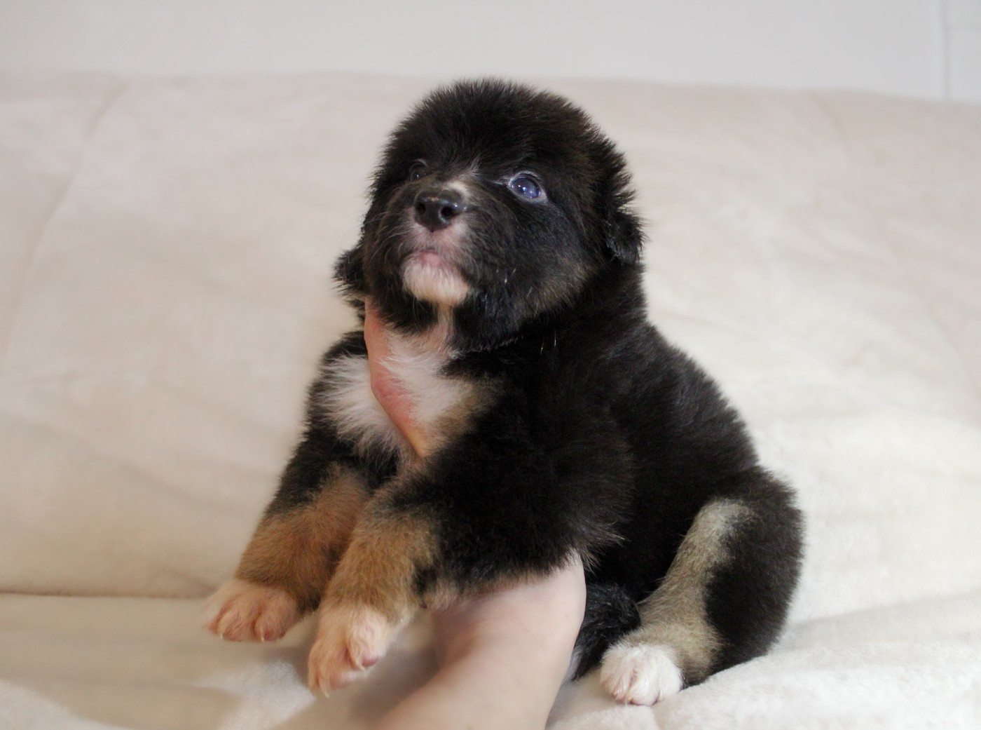 Of Wolf Descendants - Chiots disponibles - Berger Australien