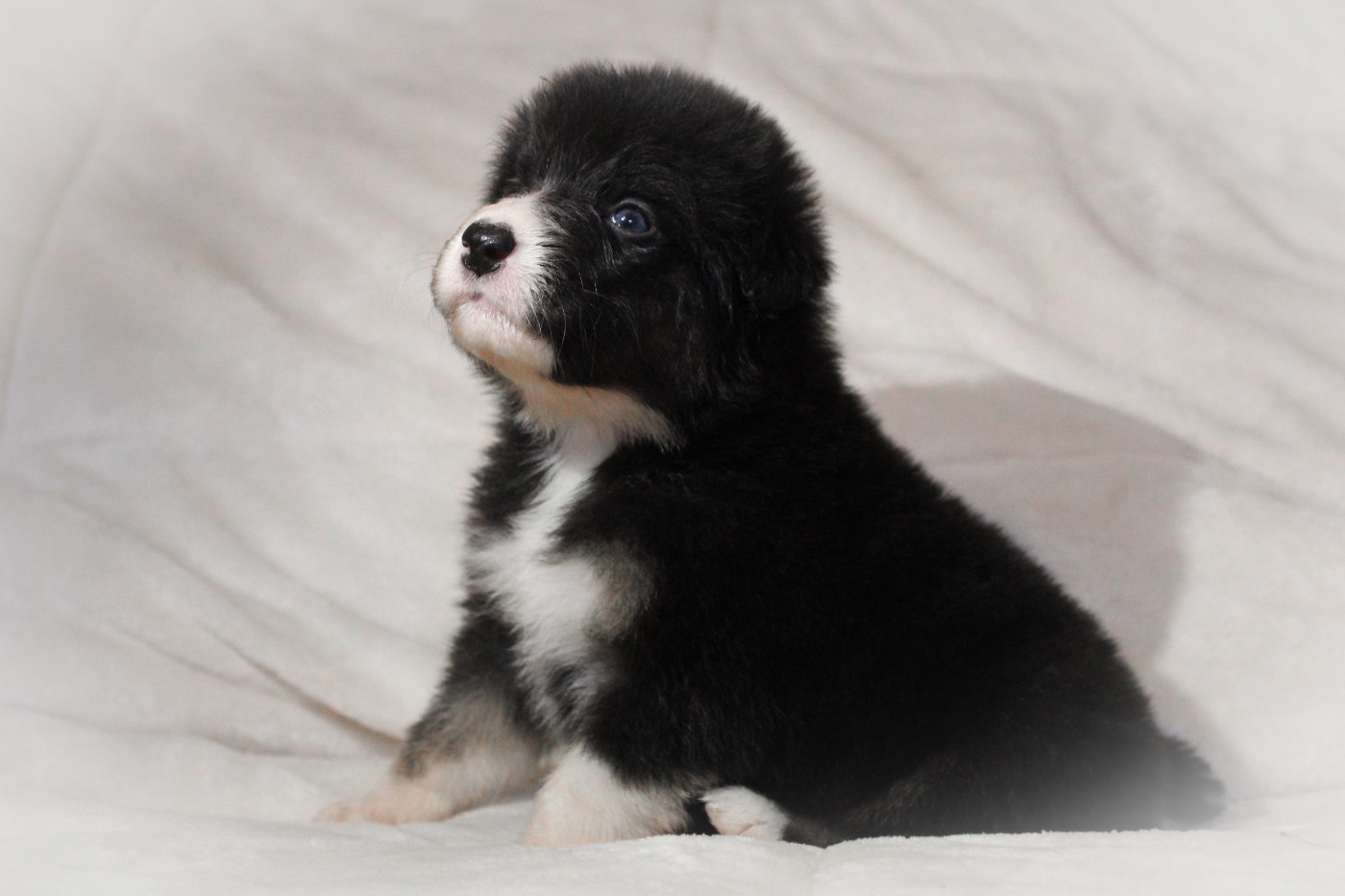 Of Wolf Descendants - Chiots disponibles - Berger Australien
