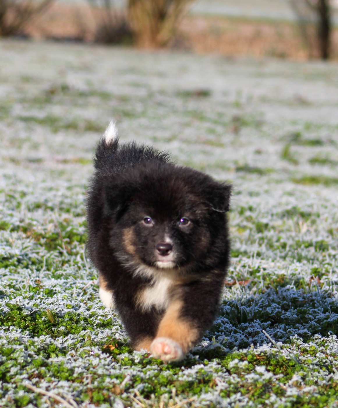 Of Wolf Descendants - Chiots disponibles - Berger Australien