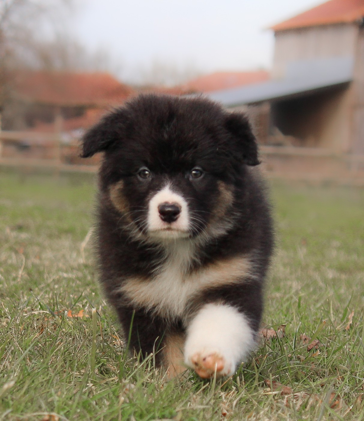 Of Wolf Descendants - Chiots disponibles - Berger Australien