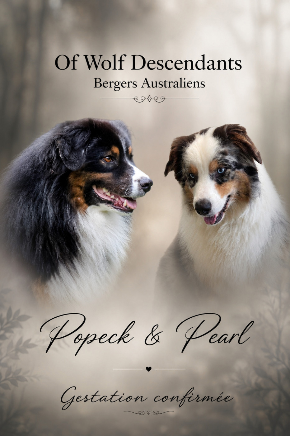 Chiot Berger Australien Of Wolf Descendants