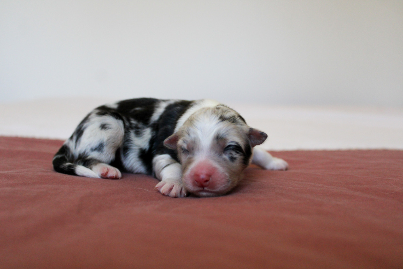 Of Wolf Descendants - Chiots disponibles - Berger Australien