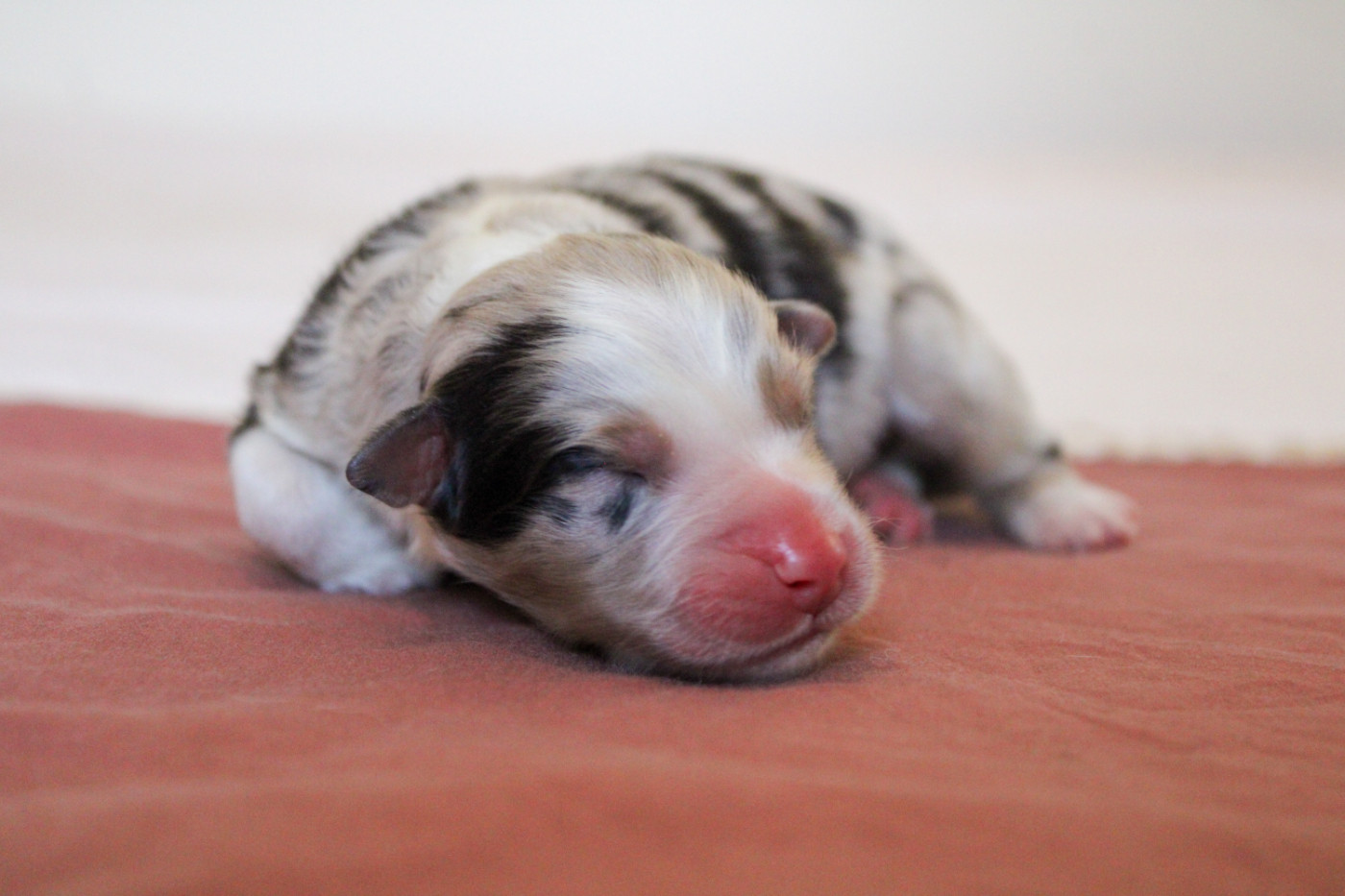 Of Wolf Descendants - Chiots disponibles - Berger Australien