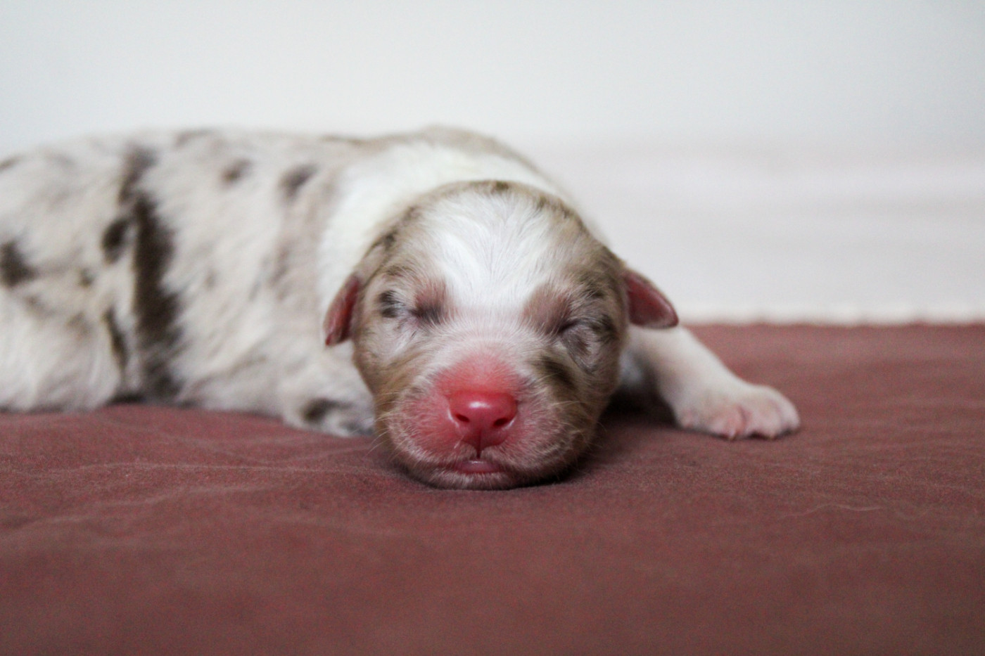 Of Wolf Descendants - Chiots disponibles - Berger Australien