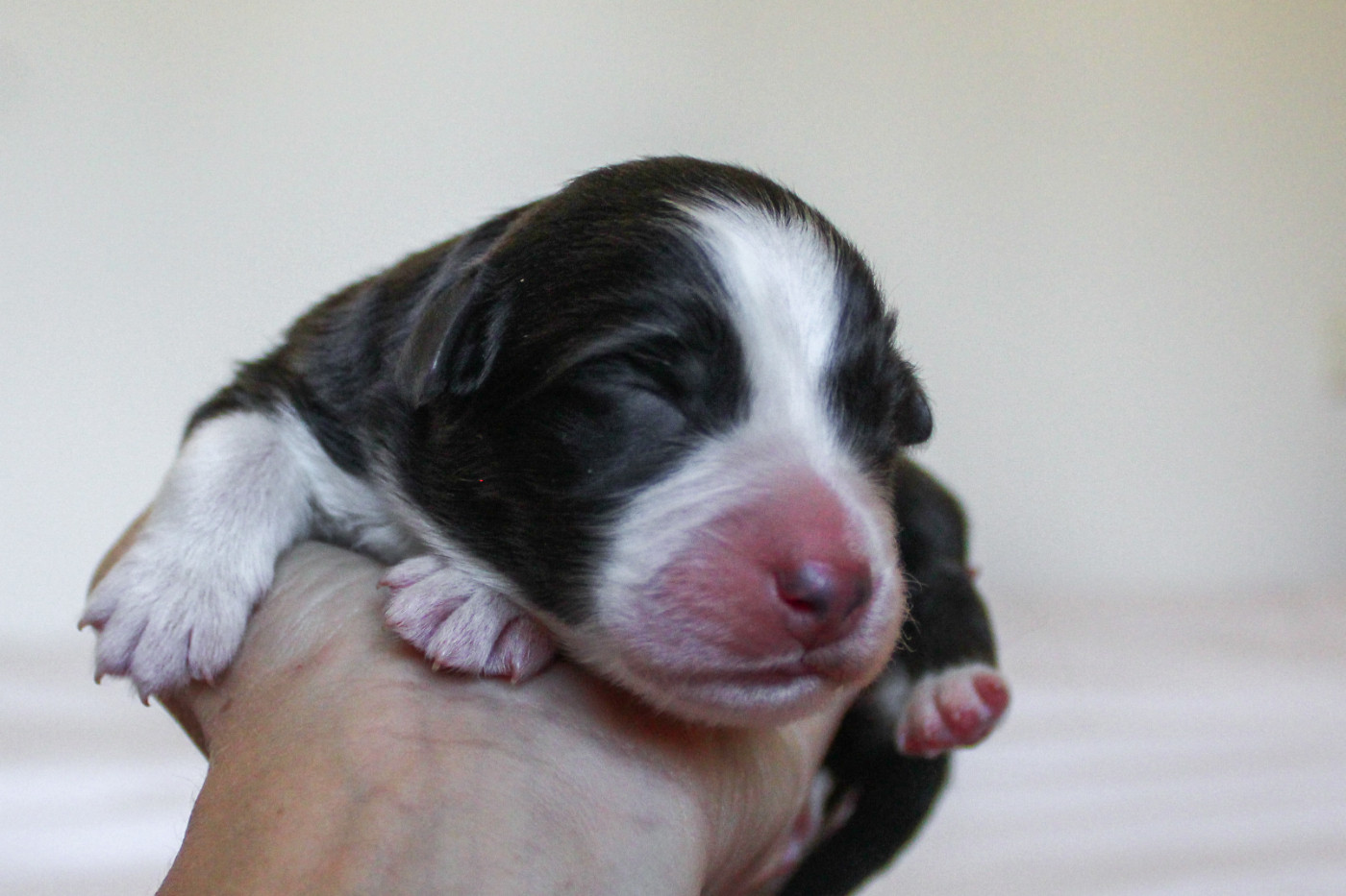 Of Wolf Descendants - Chiots disponibles - Berger Australien