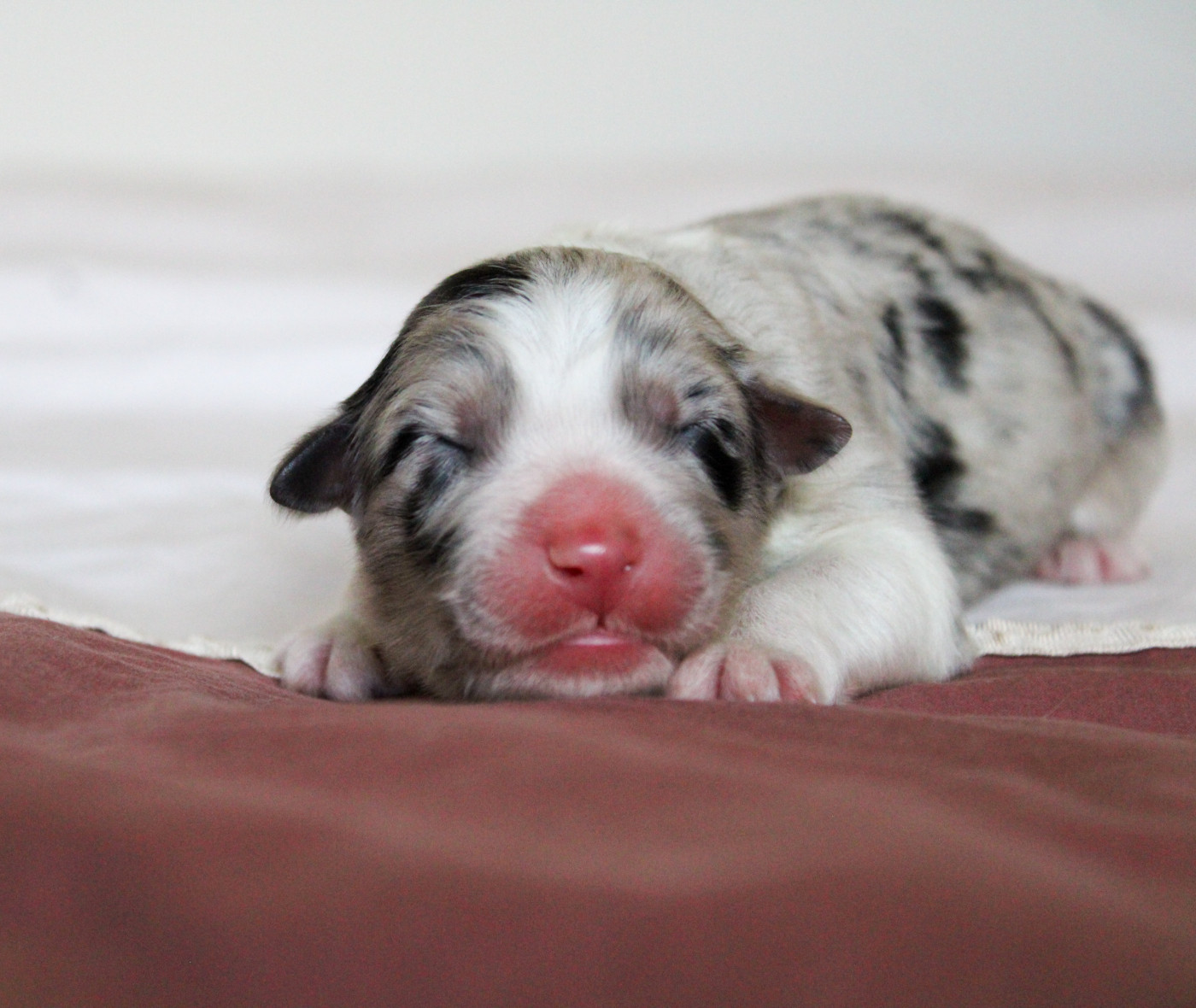 Of Wolf Descendants - Chiots disponibles - Berger Australien