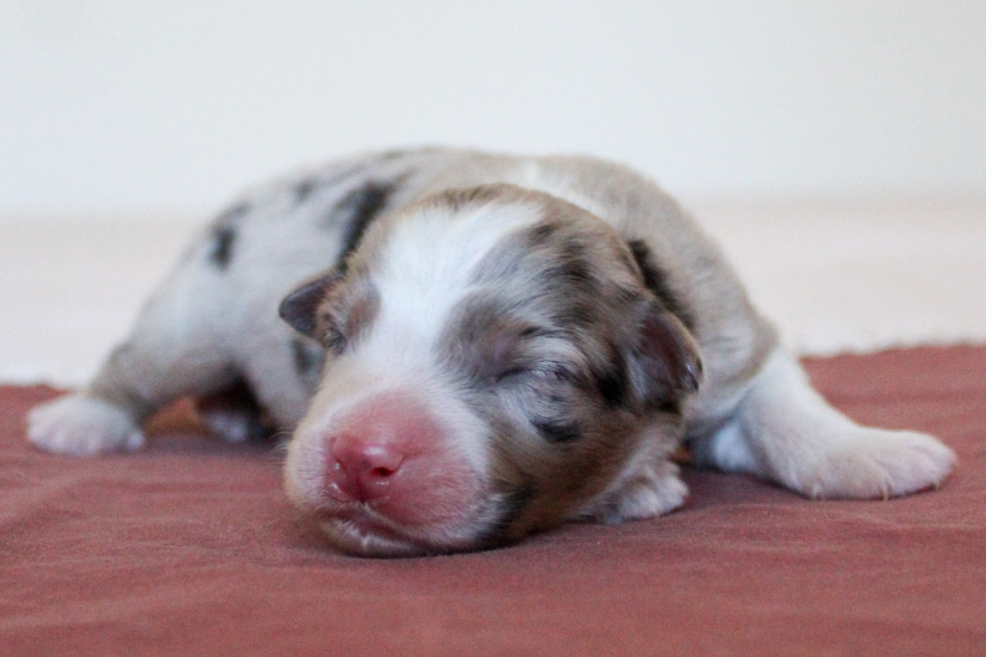 Of Wolf Descendants - Chiots disponibles - Berger Australien