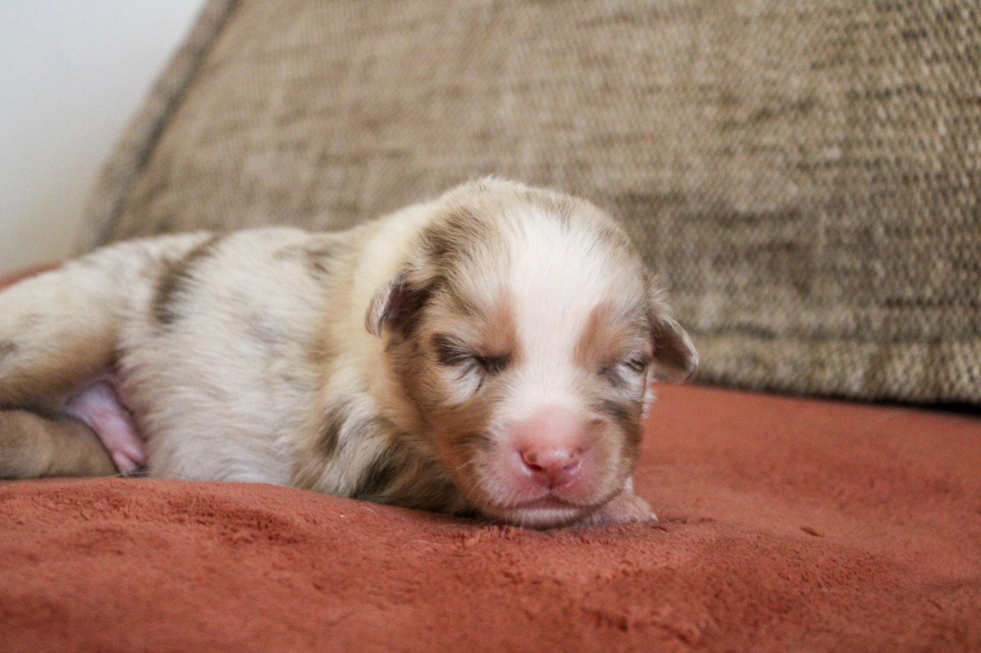 Of Wolf Descendants - Chiots disponibles - Berger Australien