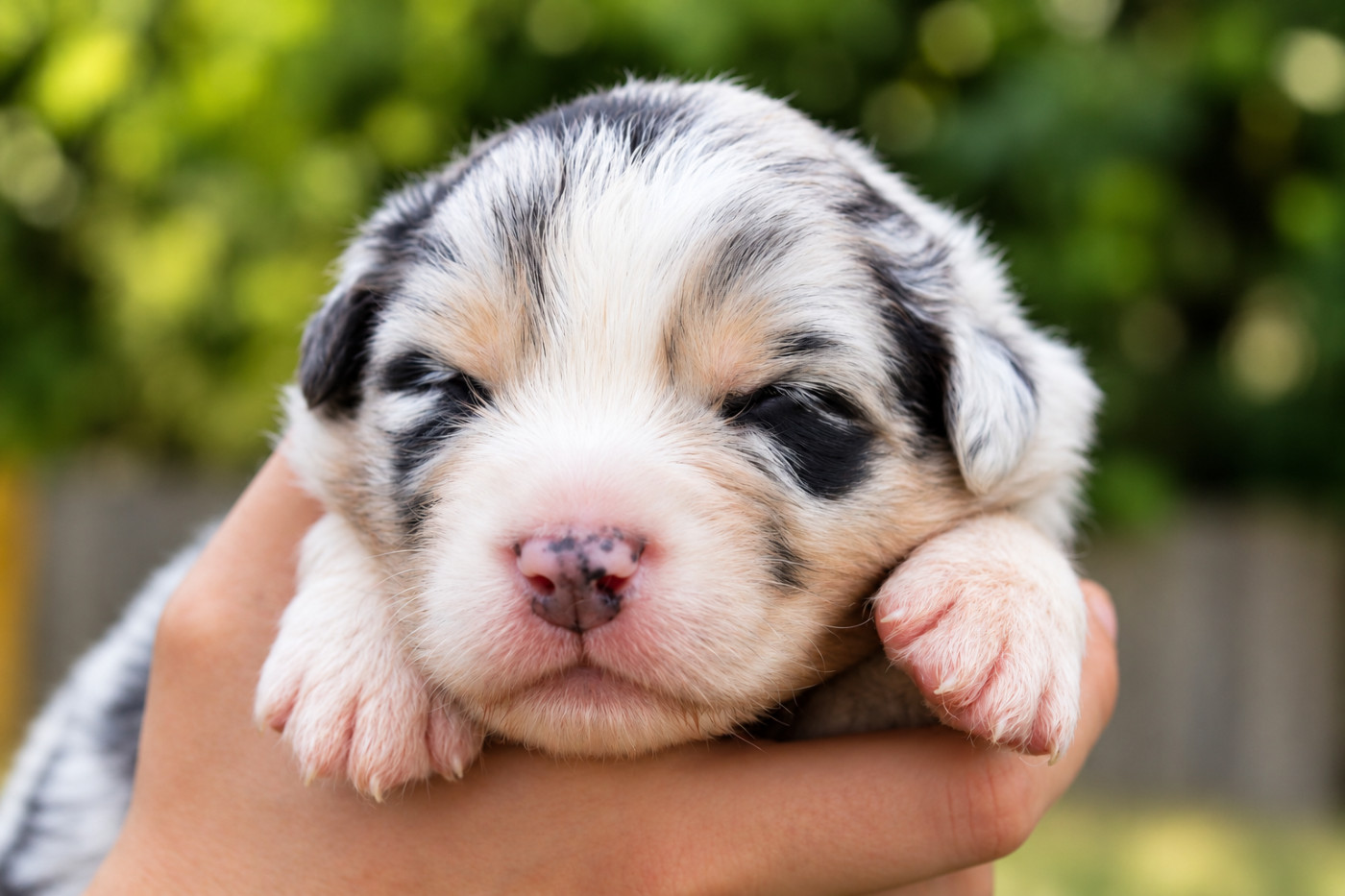 Of Wolf Descendants - Chiots disponibles - Berger Australien