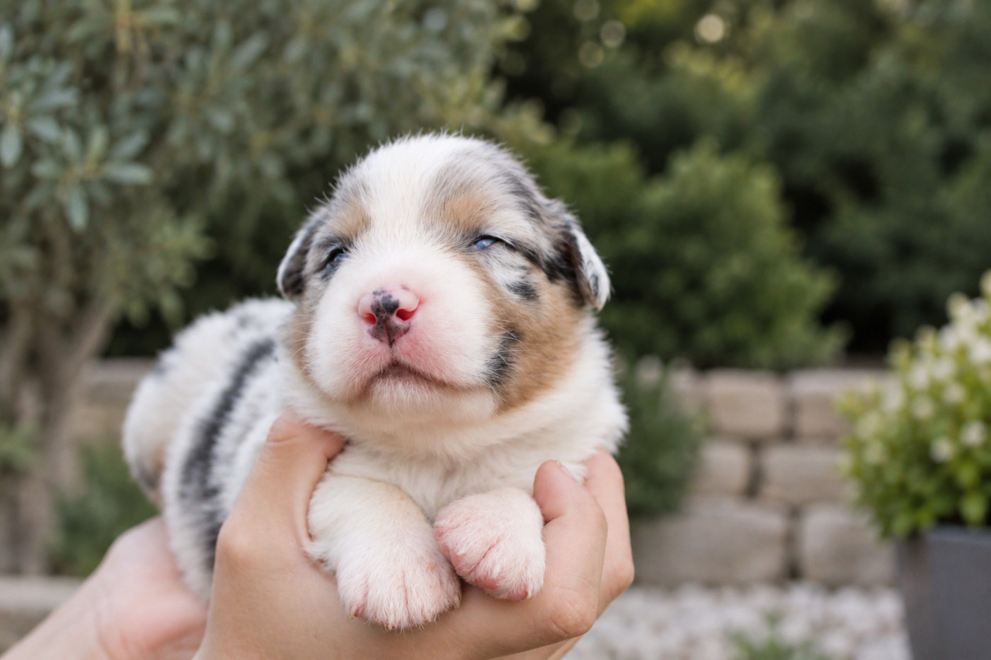 Of Wolf Descendants - Chiots disponibles - Berger Australien