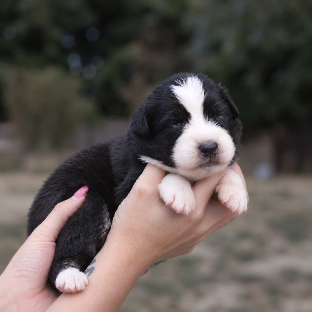 Of Wolf Descendants - Chiots disponibles - Berger Australien