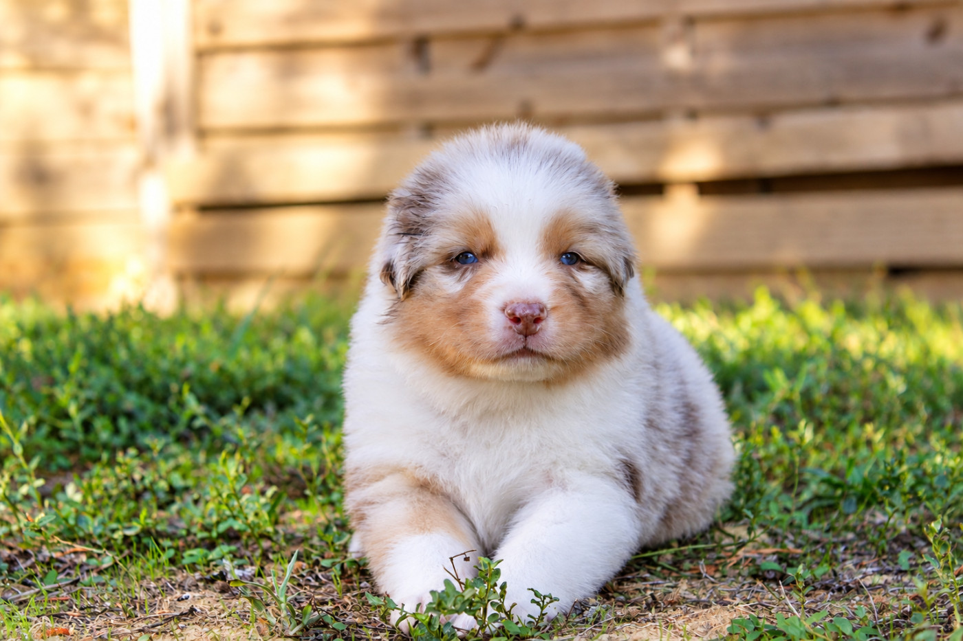 Of Wolf Descendants - Chiots disponibles - Berger Australien