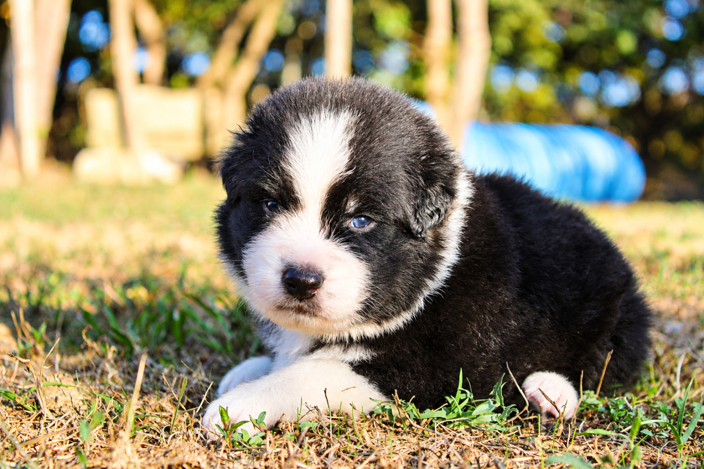 Of Wolf Descendants - Chiots disponibles - Berger Australien