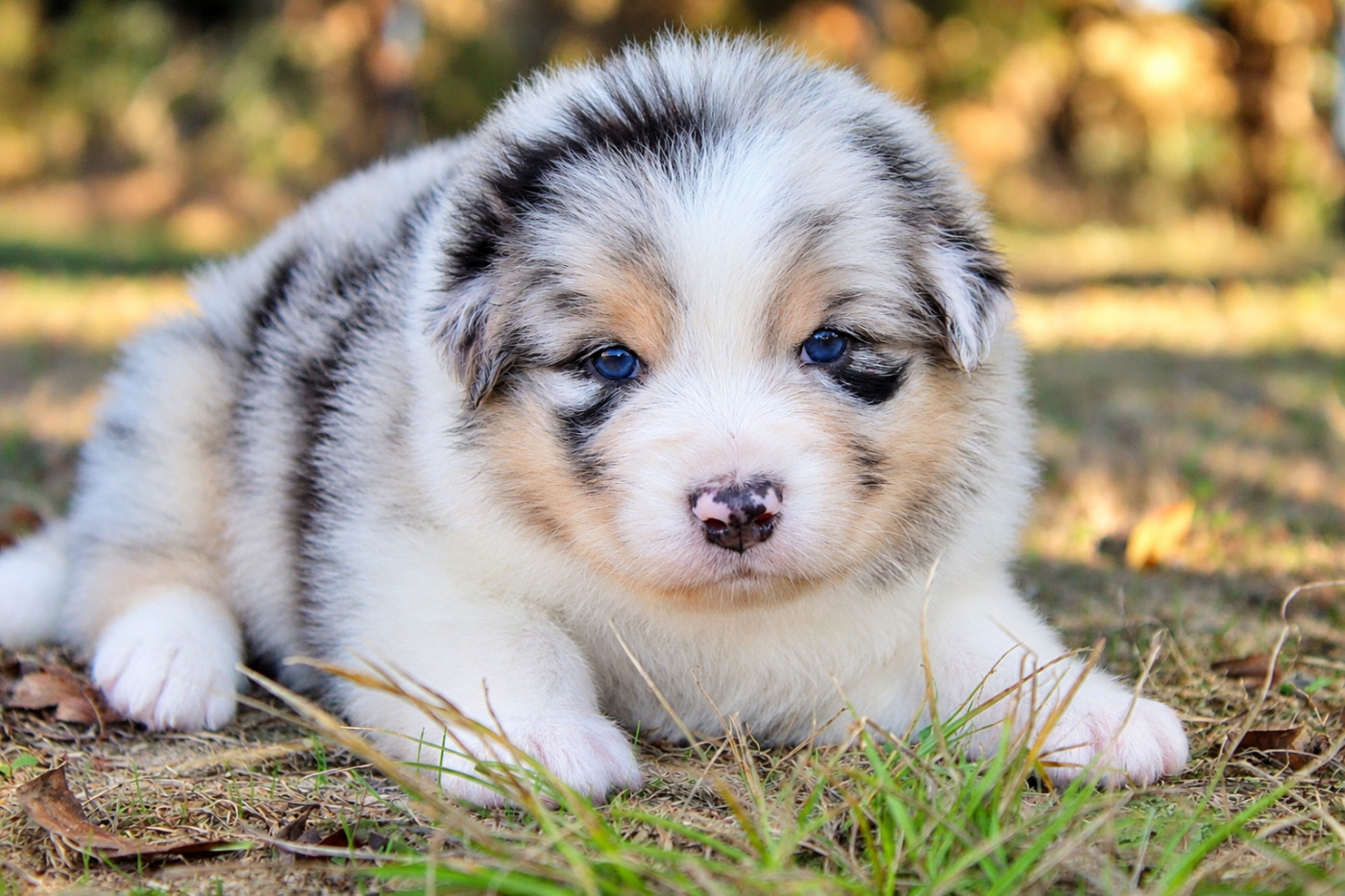 Of Wolf Descendants - Chiots disponibles - Berger Australien