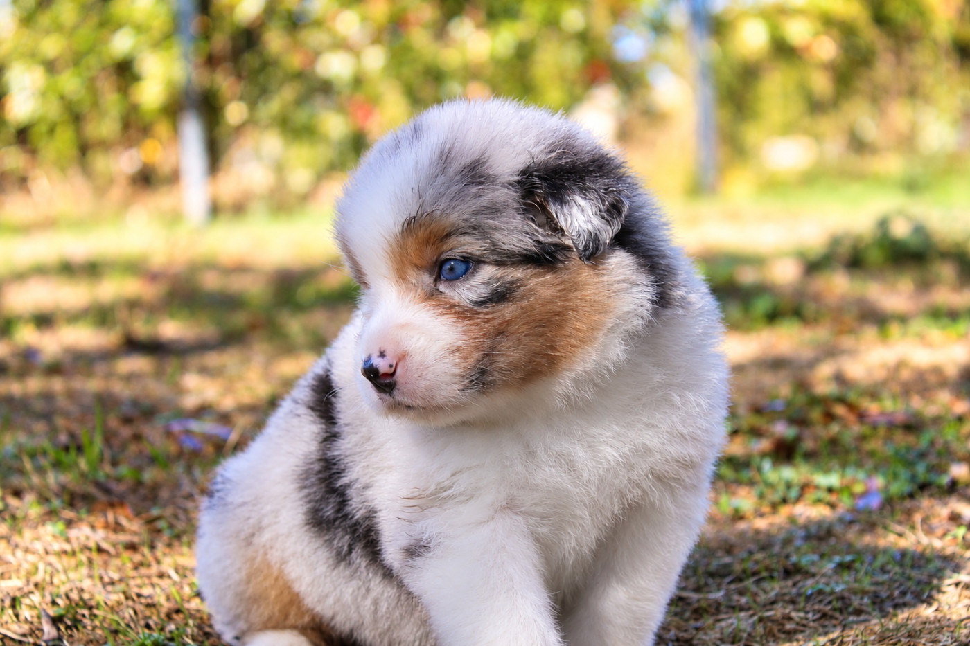 Of Wolf Descendants - Chiots disponibles - Berger Australien