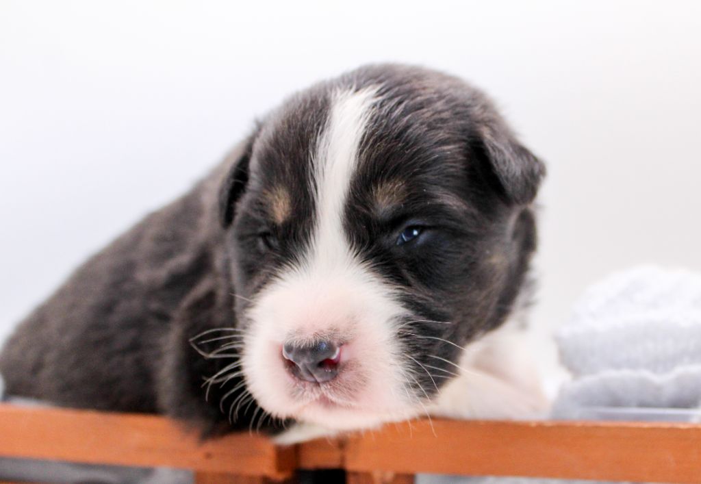 Of Wolf Descendants - Chiots disponibles - Berger Australien