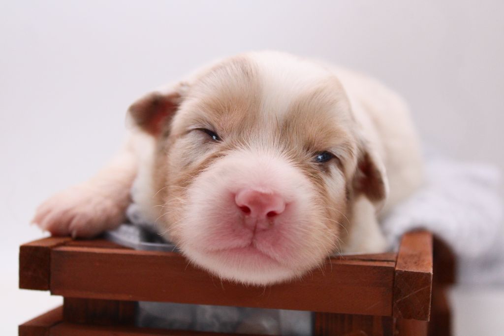 Of Wolf Descendants - Chiots disponibles - Berger Australien