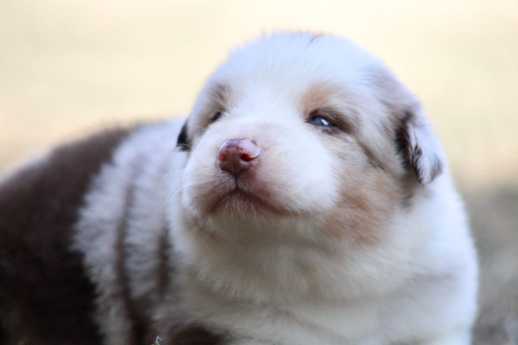 Of Wolf Descendants - Chiots disponibles - Berger Australien