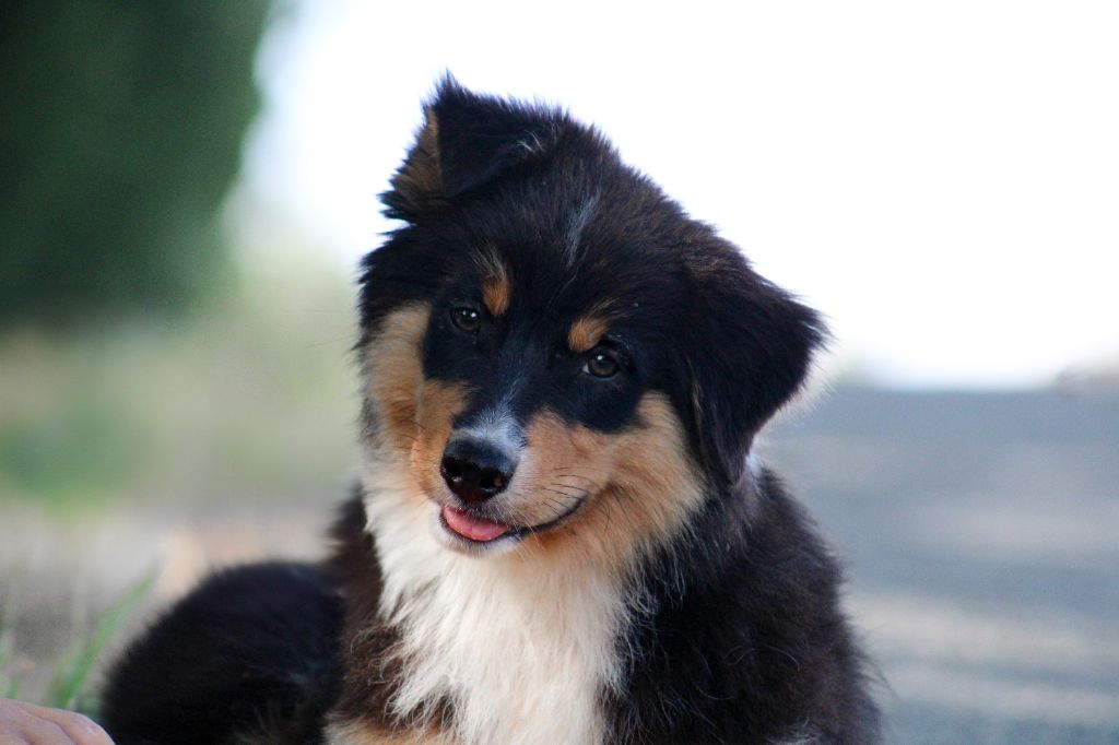 Of Wolf Descendants - Chiots disponibles - Berger Australien