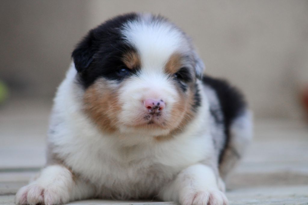 Of Wolf Descendants - Chiots disponibles - Berger Australien