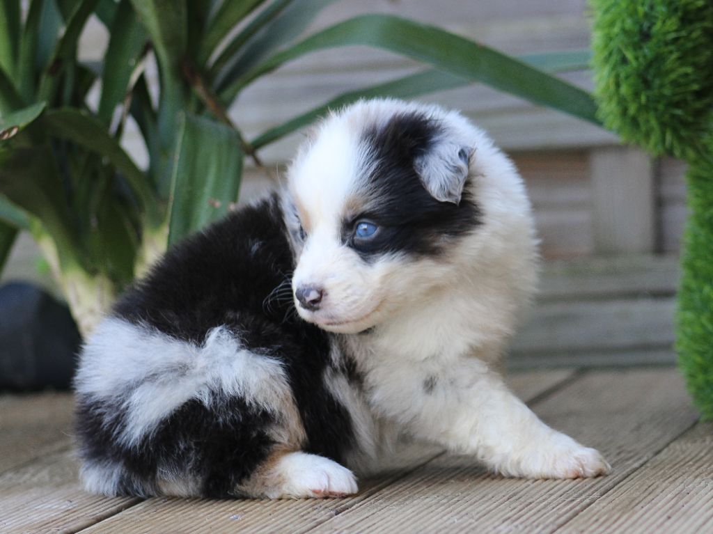 Of Wolf Descendants - Chiots disponibles - Berger Australien