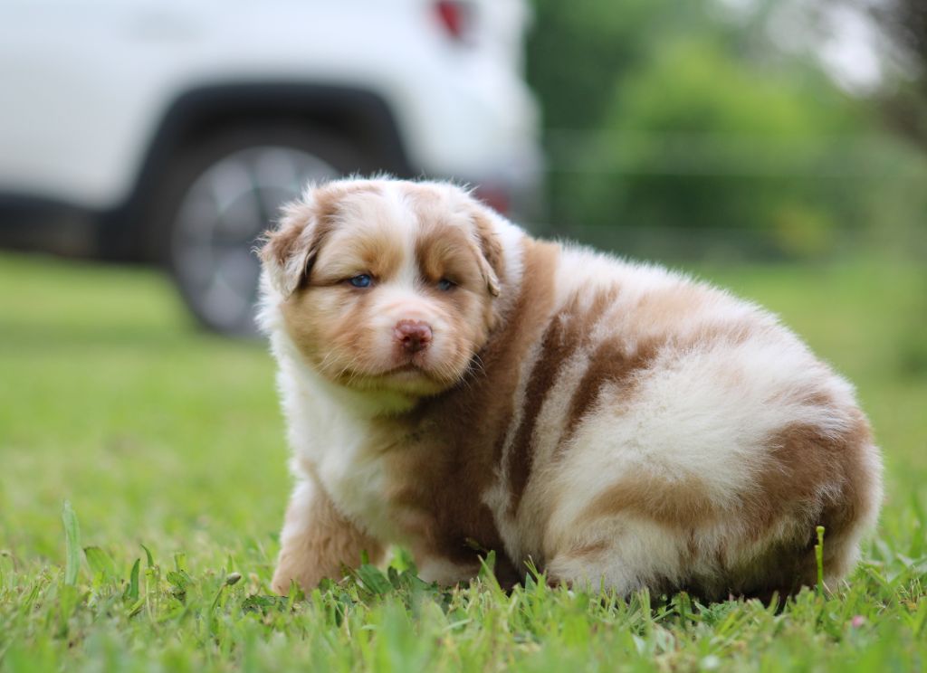 Of Wolf Descendants - Chiots disponibles - Berger Australien